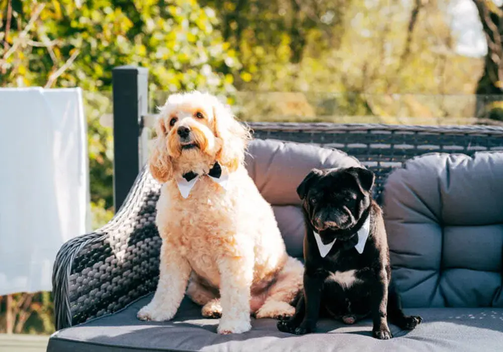 Bowland Tipis - dogs welcome at the Luxury Lodges